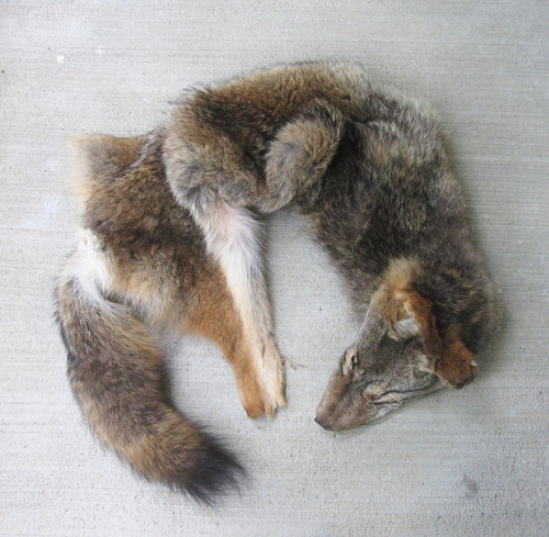 furrywolfcyrus:  thegalaxyfoxx:  lonewolf-den:  blackbackedjackal:  All the coyotes are up now :)! You can see them all on the site.  ooooo i want me some tails!  Omg no!!!!! They were killed why would you buy them!!! D:  “No animals were killed for