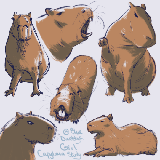 100 Critter Characters #3 Capybara Studying Hard Illustration by