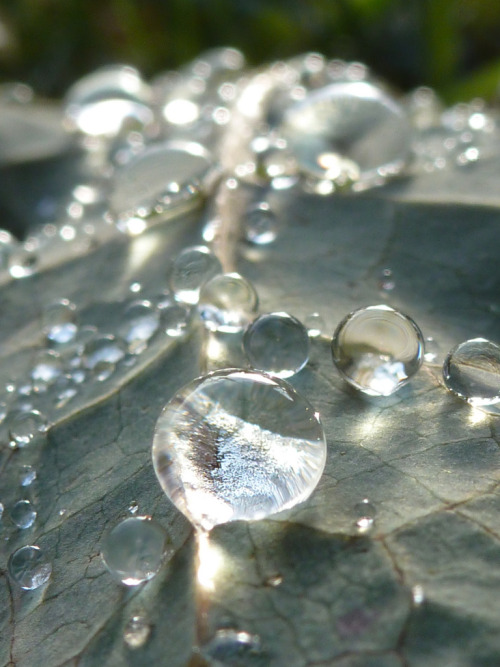  Sonnenfunkeln ~~ by indivisuell14 Water Drops 