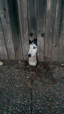 cute-overload:  This dog waits by the fence