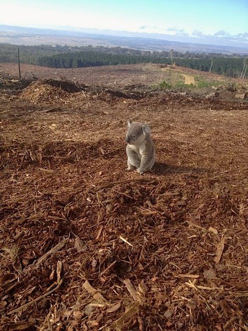  “It is common for koalas to roam back to their home range afterwards and become