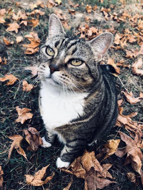 More tabby love. This is dear old Mrs. Norris. She is 14, and a world traveller. Really the sweetest