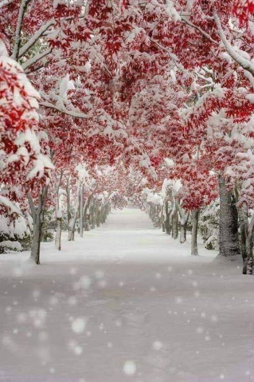 LittlePawz - Freak summer snowstorm blanketing red maples