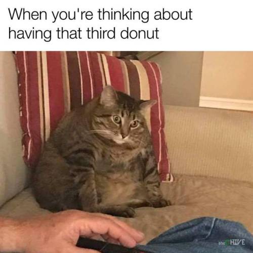 kingof-memes:I DONUT NEED IT