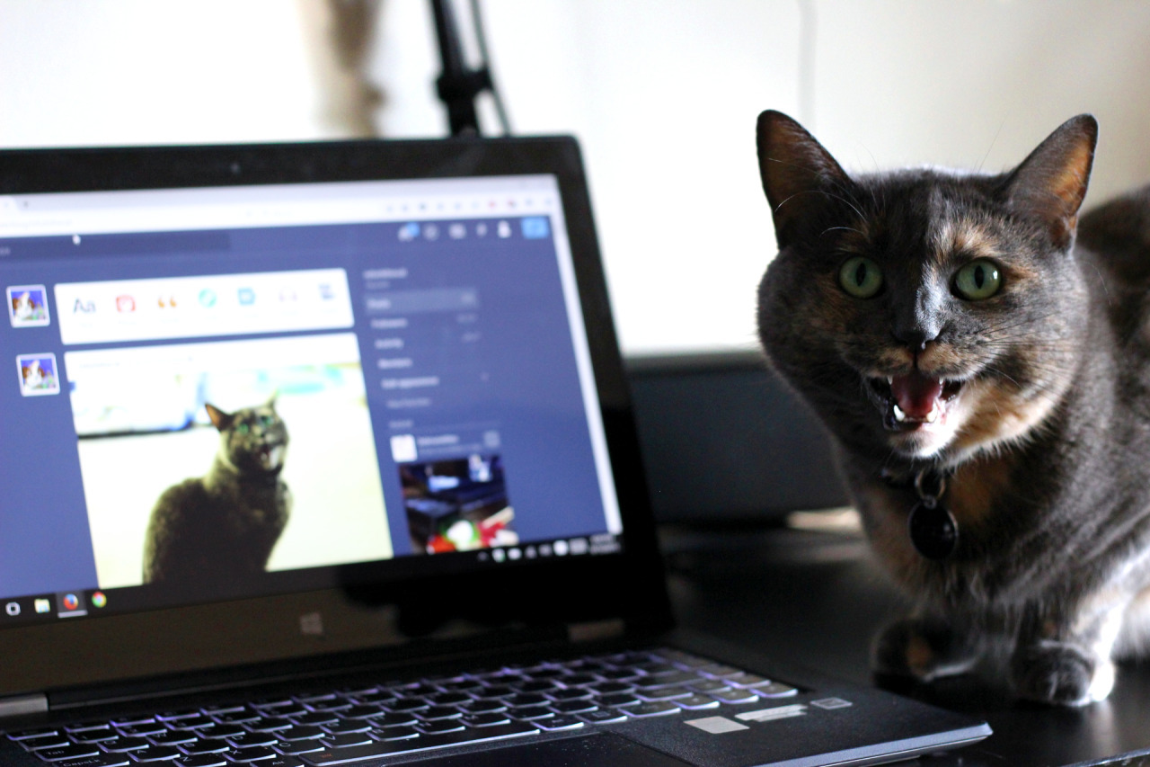 catsbeaversandducks:  Her Name Is Refurb And She Screams A Lot“Cats are just fluff