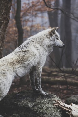 r2–d2:  White Wolf by (laaneyy) 