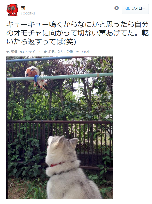 highlandvalley:  Twitter / xxxtks: キューキュー鳴くからなにかと思ったら自分のオモチャに向かって