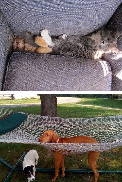 tastefullyoffensive:  Cats and Dogs vs. Furniture [via]Previously: Before and After Pictures of Animals Growing Up  Animals: 0 Furniture: 1