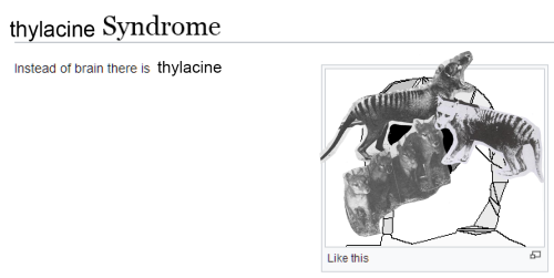 I Feel Normal About Thylacines Why Do You Ask