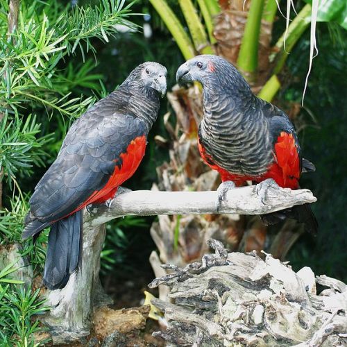 cool-critters:Pesquet´s parrot (Psittrichas fulgidus)Pesquet’s parrot is endemic to hill and montane