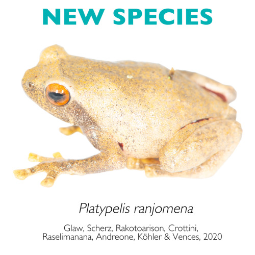 Meet the newest species from Madagascar: Platypelis ranjomena! We just published the scientific desc