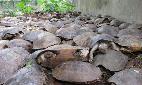 Thousands of Endangered Forest Turtles RescuedWildlife officials raided a warehouse on June 17 in Ba