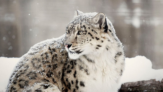 Surprising ally for snow leopards: Buddhist monks
The monks are routinely on patrol in the wilderness and are educating local populations on the reasons not to poach the feline.