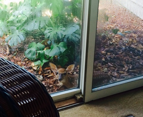 awwww-cute:  This little guy is very fawned of this shady spot. Don’t worry, mama came back shortly after. (Source: http://ift.tt/298MJOC)