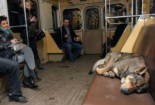 bemeans:Each morning, like clockwork, they board the subway, off to begin their daily routine amidst