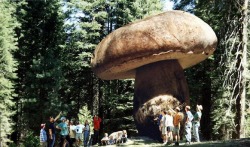  Oregon’s Monster Mushroom is World’s