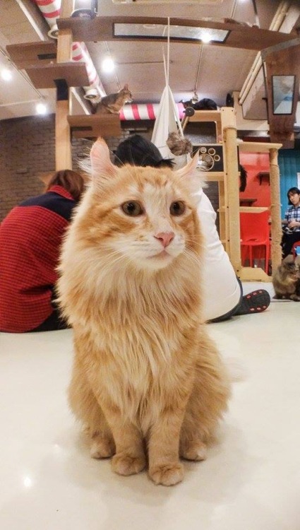 Cat Cafe - Seoul, Korea (submitted by flirtequila)