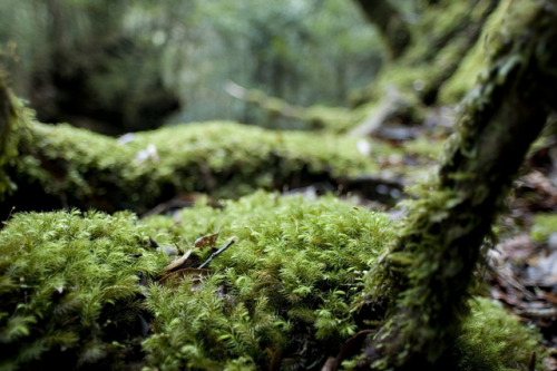 90377:Yakushima by Joe Collver