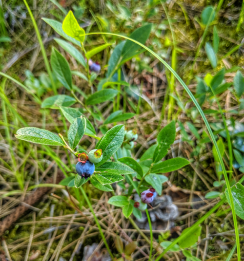 It’s a bit early for blueberry picking in northern Michigan, but I still made off with about 2