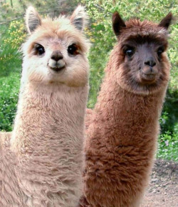 awwww-cute:  Who said alpacas can’t be cute