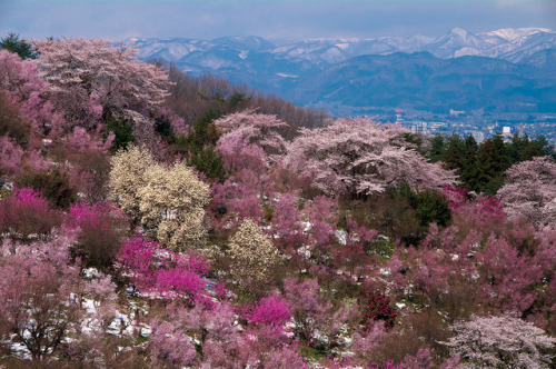 kuroyuki: Sakura - Beautiful Fukushima by takay on Flickr.