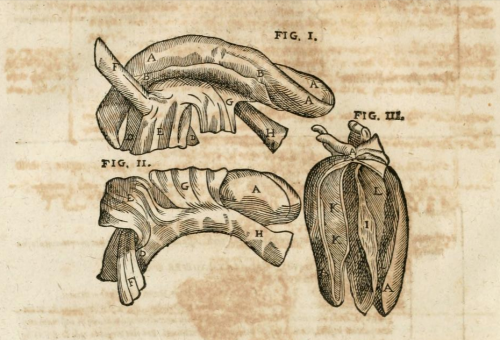 magictransistor:  Robert Fludd. Anatomiae Amphitheatrum Effigie Triplici. 1623.