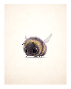 sydwiki:  Bumblebee!