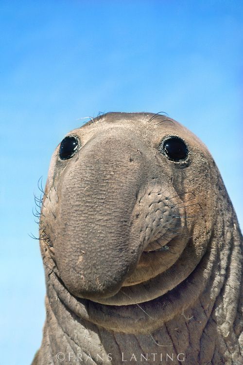 Spej