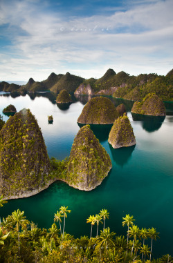 4nimalparty:  raja ampat (by danielab2007) 