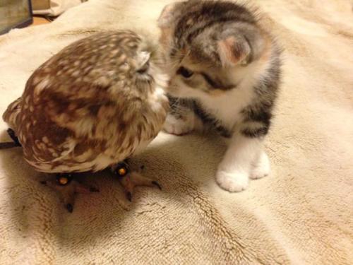 feathercut: Kitten and owlet friendship (source)