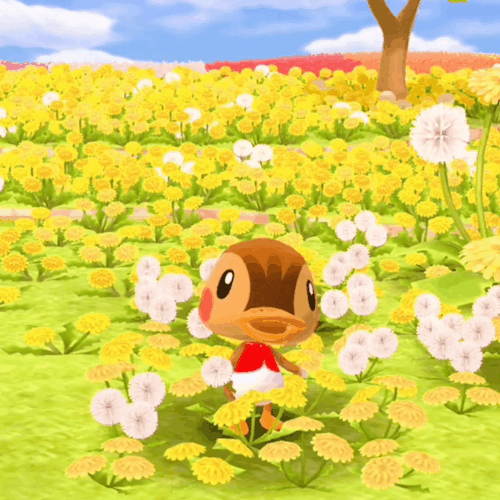 Molly! 🦆🌼🌻
