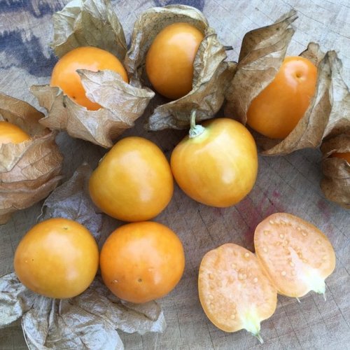  Physalis peruviana Cape Gooseberry, Goldenberry, PhysalisThese are one of my all time favorites!! S