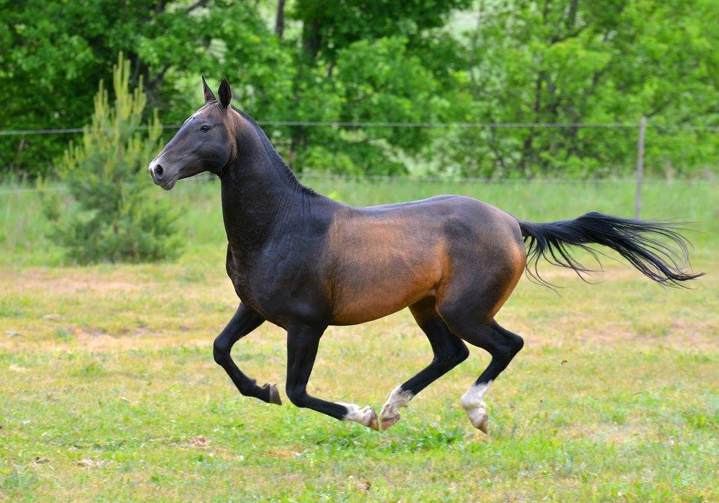 thequeerblackequestrian:  all-the-horses:   horsesanddogsandmen:  all-the-horses: