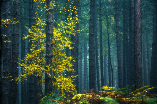 Clumber Park - Nottinghamshire