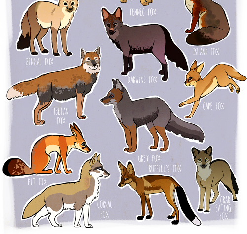 sophiesartstuff:Fox Species! YEAAH DRAW AAAALL THE FOXES!!Wooo back from two weeks in tokyo (felt ve