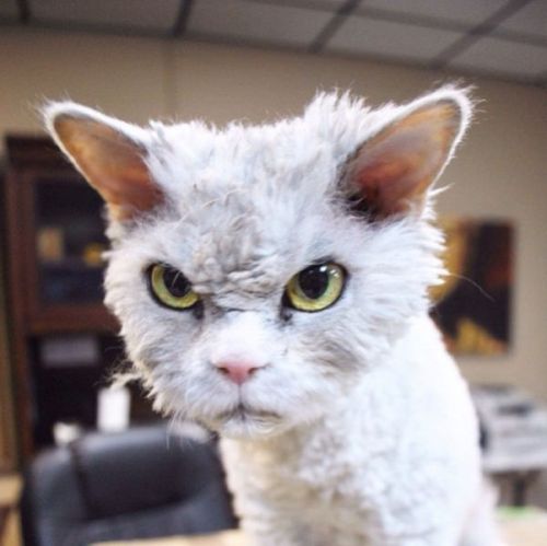 darylfranz:  【画像】おそらく世界一の怒り顔を持った猫のアルバート君 - アルファルファモザイク