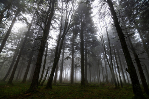 Fog Forest by Sébastien Thiebaut