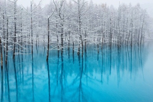 actegratuit:  The Blue Pond in Hokkaido Changes Colors Depending on the Weather “The Most Beautiful Pond In The World!” According to the photographer Ken Shiraishi, who made a pilgrimage up to Northern Japan last month to take these shots, the water