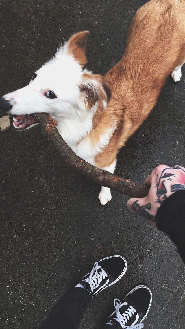 sp0il-ed:  “Hey get my good side” - Pippa, 2017 🐶🐶