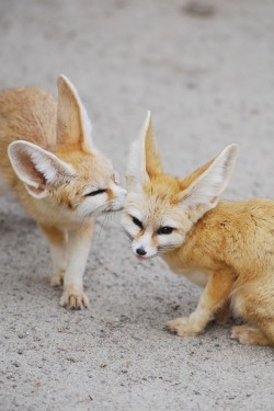 wolverxne:  Fennec Foxes - by: floridapfe