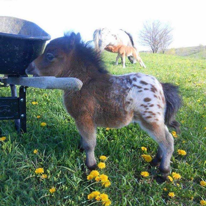 scarlettjane22:    QuizzClub.com    Look at this tiny Appaloosa 😍