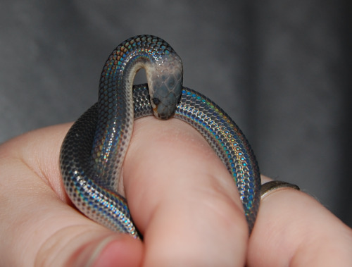 phoeni-xx: biglighterguy: ouroboner: i found some more pictures of that Sunbeam snake! So cute&helli