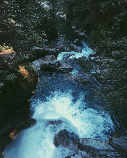 woodennest: Not bad, Canada. You okay (at Lynn Canyon Park)