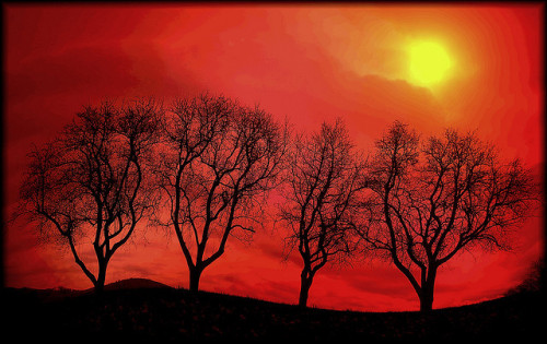 DREAMING TREES by Weirena on Flickr.