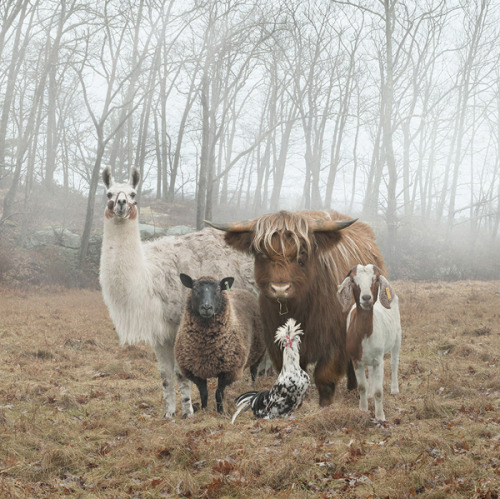 goodcho: Juxtapoz Magazine - Glamour Shots for Goats