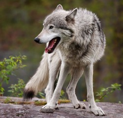 Beautiful-Wildlife:  Wolf By Purple007 