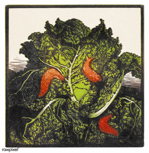 lychens:Three slugs on a cabbage by JJulie de Graag (1877-1924)