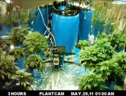 matiswag1313:  #Cannabis Sativa#  