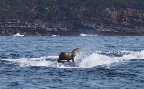 webofgoodnews:Seal spotted surfing humpback whale in AustraliaRobyn Malcolm had been photographing a