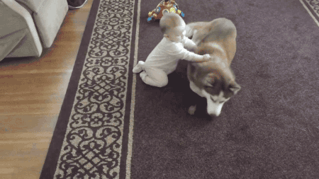 Sex gifsboom:  Siberian Husky plays gently with pictures